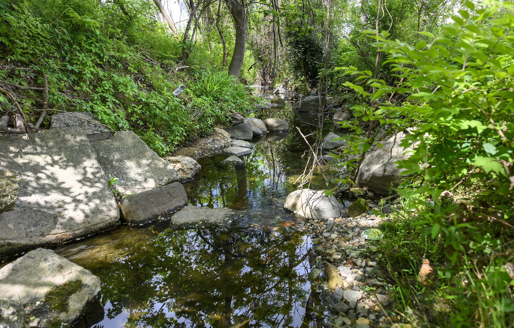 Spring Stream Walk